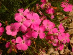 2013-08-18_Regina-F-Rau_Schachen_Blumen  (235).JPG
